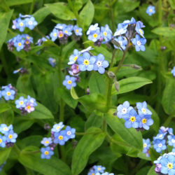 posteo5-myosotis
