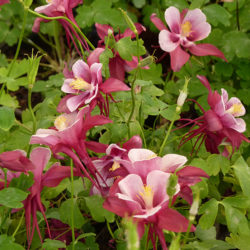 posteo8-aquilegia